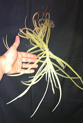 Tillandsia duratii