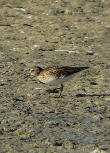 Least Sandpiper