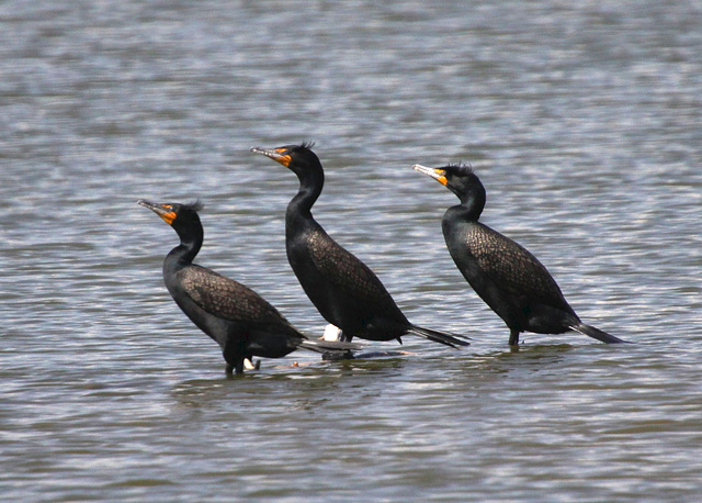 Double-Crested Cormorants