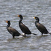 Double-Crested Cormorants