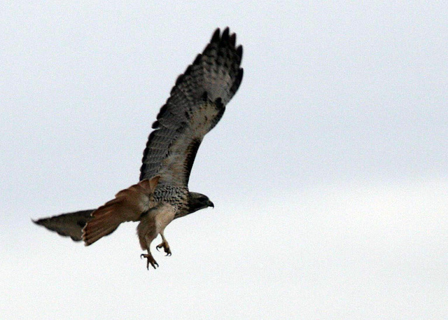 Red-Tailed Hawk