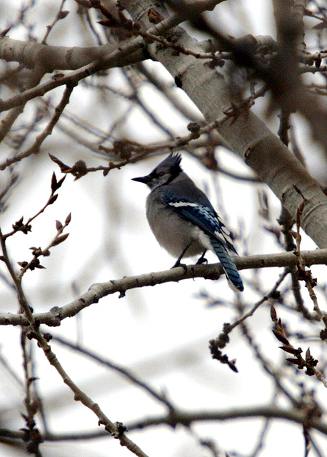 Blue Jay