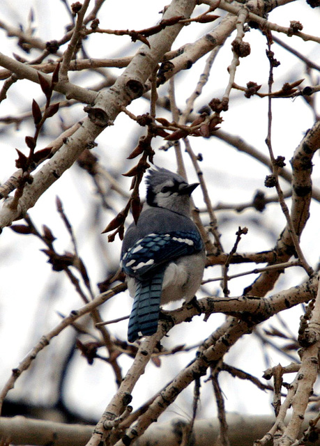 Blue Jay