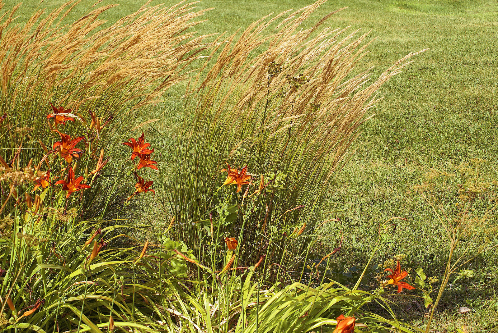 Summer Grasses