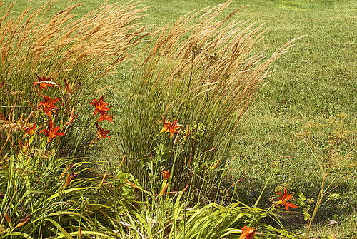 Summer Grasses