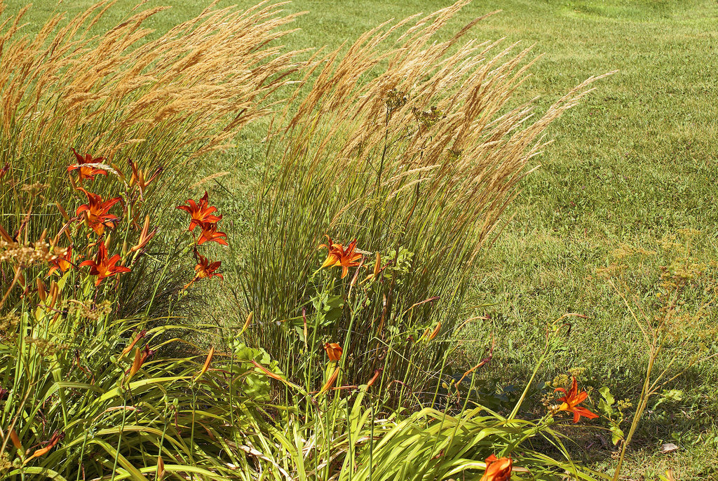 Summer Grasses