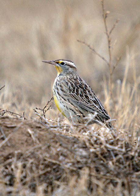 Western Meadowlark