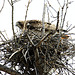 Red-Tailed Hawk on Nest