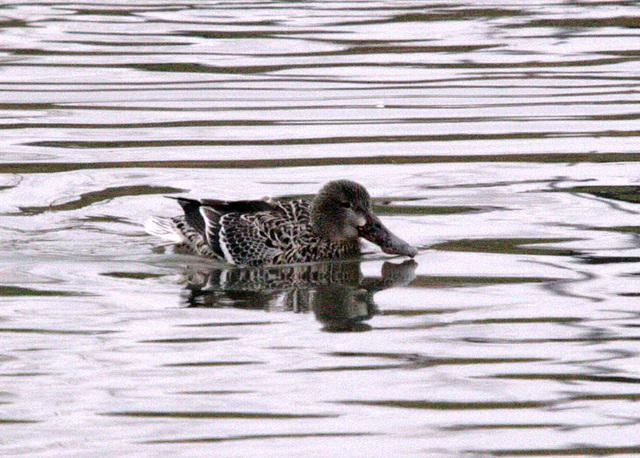 Northern Shoveler