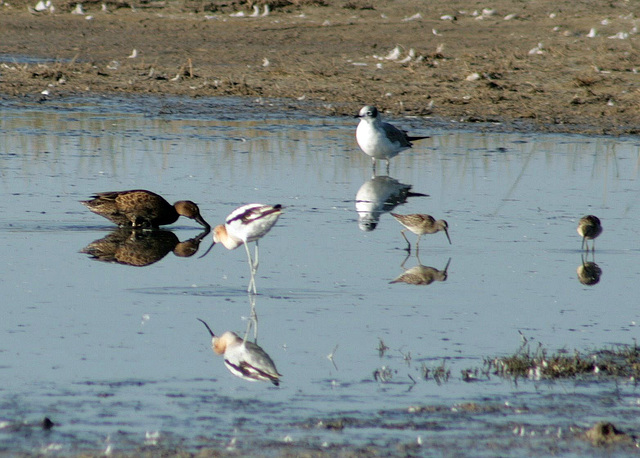 Fiesta at the Flooded Field