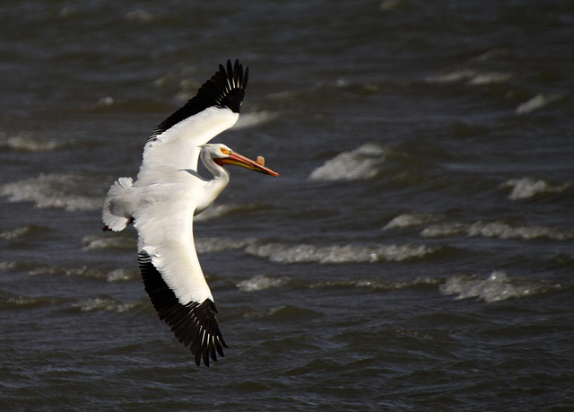 American White Pelican (Pelecanus erythrorhynchos)