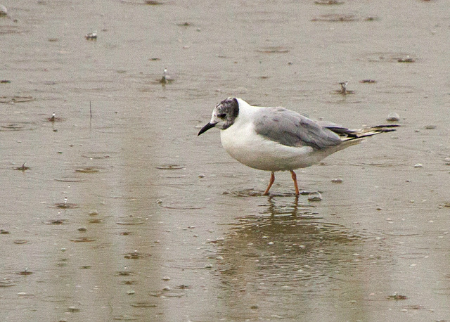 Bonaparte's Gull