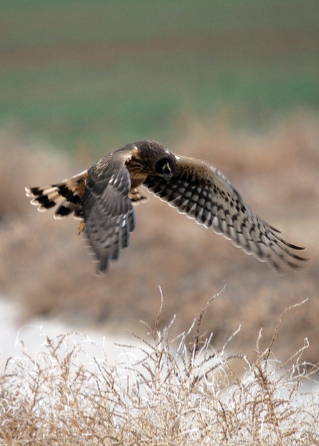 Northern Harrier