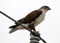 Ferruginous Hawk