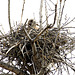 Red-Tailed Hawk on Nest