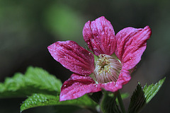 Salmonberry Blossom