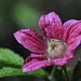 Salmonberry Blossom