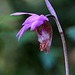 Fairy Slipper