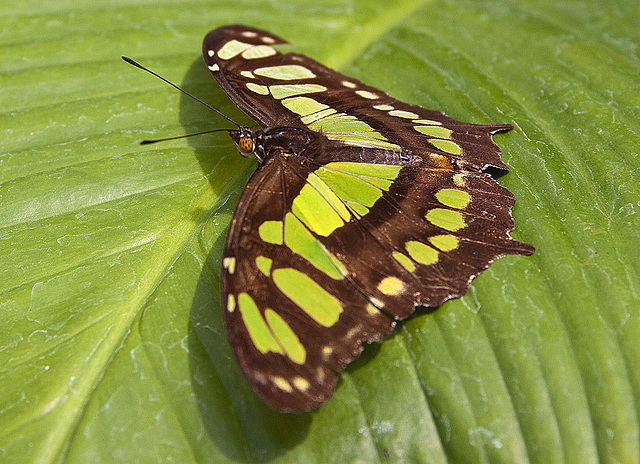 20120623 0685RAw [D-HAM] Malachitfalter (Siproeta stelenes, Syn.: Metamorpha stelenes), Hamm