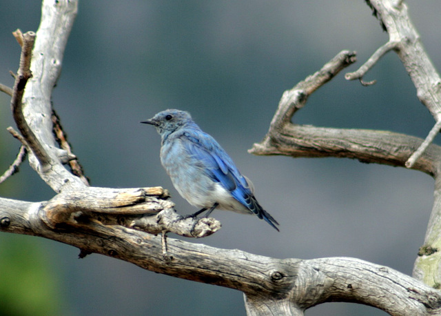 Mountain Bluebird