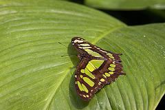 20120623 0684RAw [D-HAM] Malachitfalter (Siproeta stelenes, Syn.: Metamorpha stelenes), Hamm