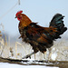 Red Junglefowl Rooster