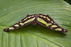 20120623 0689RAw [D-HAM] Malachitfalter (Siproeta stelenes, Syn.: Metamorpha stelenes), Hamm