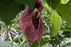 20120623 0690RAw [D-HAM] Pfeifenblume (Aristolochia grandiflora), Hamm