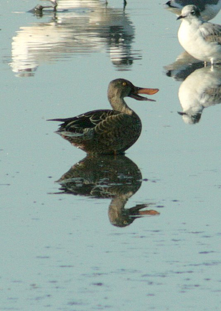 Northern Shoveler