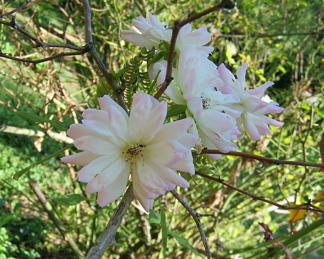 Fleurs de l'été