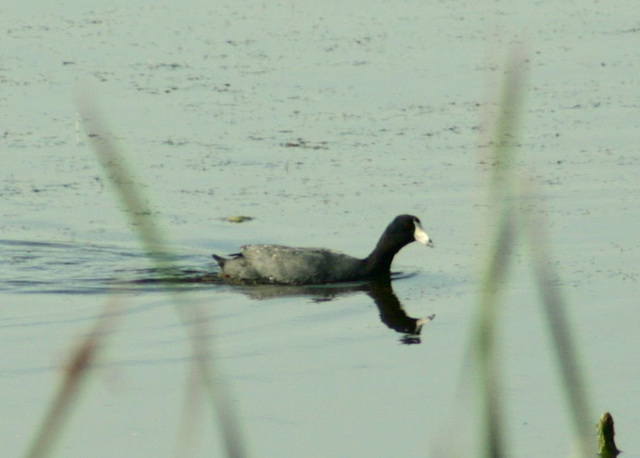 American Coot