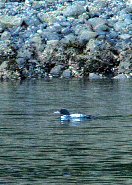 Common Loon (Gavia immer)