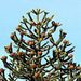 Araucaria (5)