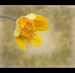 Textured Frosted Buttercup