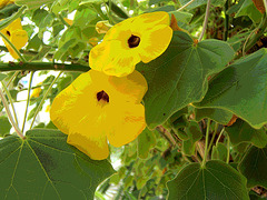 Uncarina grandidiera (Pedaliaceae)