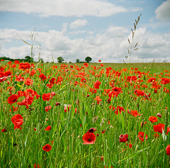 Poppies in Hertfordshire (2)