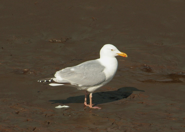 Herring/Glaucous-Winged Gull Hybrid