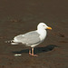 Herring/Glaucous-Winged Gull Hybrid