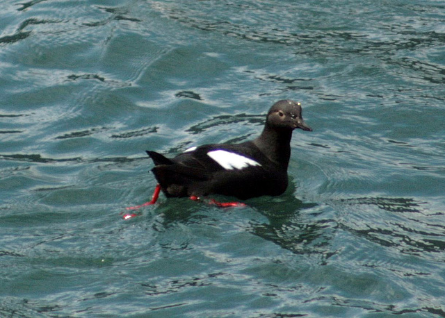 Pigeon Guillemot