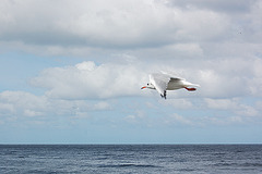 mevo antaŭ la horizonto de Balta Maro