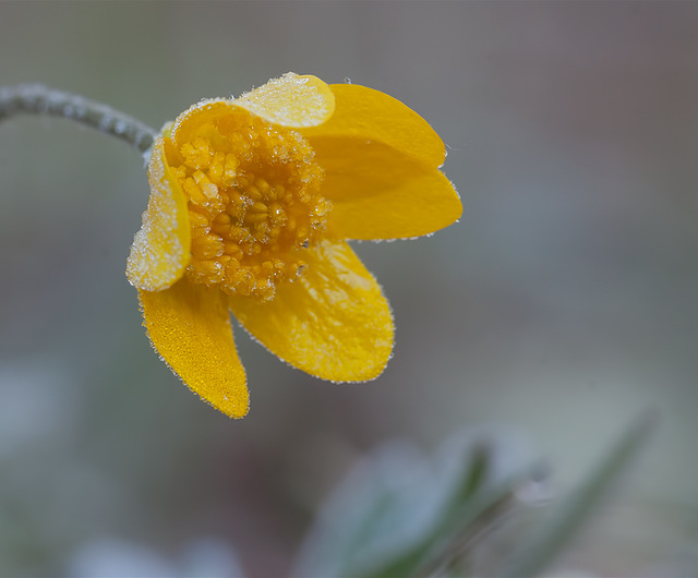 Textured Frosted Buttercup Without Texture