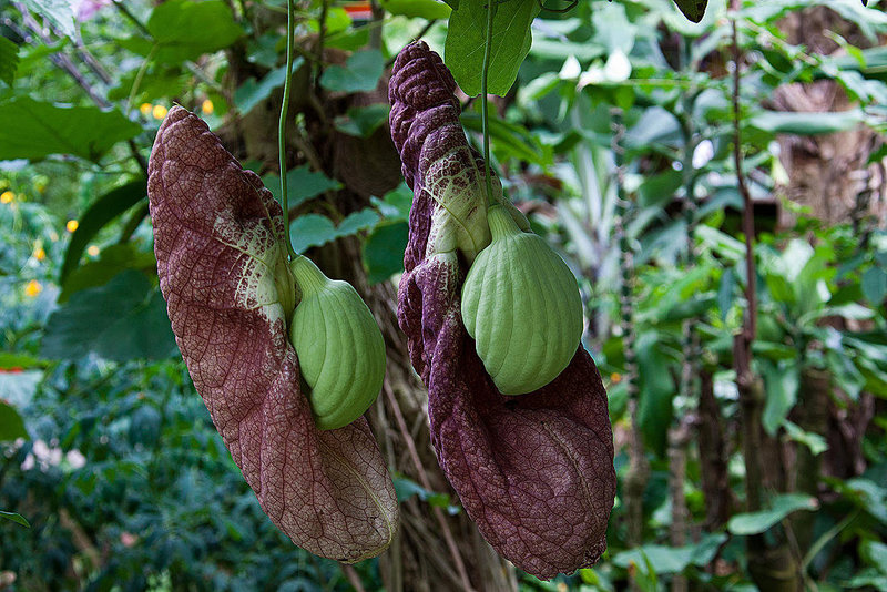 20120623 0702RAw [D~HAM] Pfeifenblume (Aristolochia grandiflora), Hamm