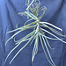 Tillandsia duratii DSC 0015