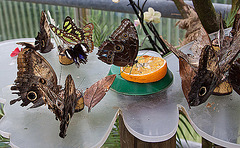 20120623 0704RAw [D-HAM] Malachitfalter, Blaue Morphofalter (Morpho peleides) [Himmelsfalter], Indischer Blattschmetterling (Kallima inachus), Bananenfalter (Caligo eurilochus), Hamm