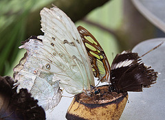 20120623 0705RAw [D-HAM] Weißer Morpho, Malachitfalter, Hamm