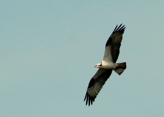 Osprey