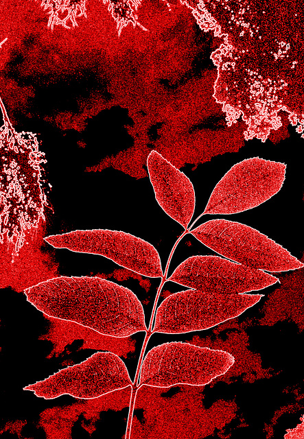 neonluma foliaro
