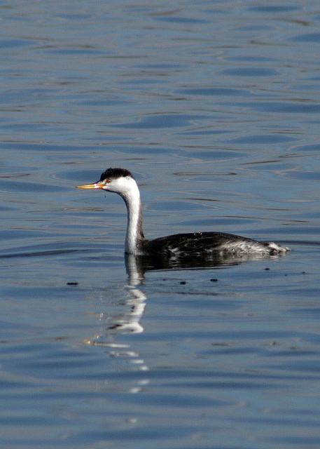 Clark's Grebe (Aechmophorus clarkii)