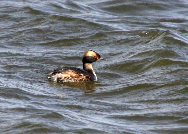 Horned Grebe (Podiceps auritus)