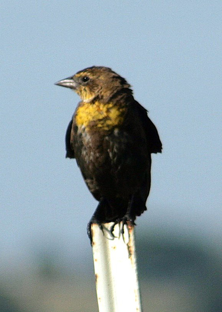 Yellow-Headed Blackbird